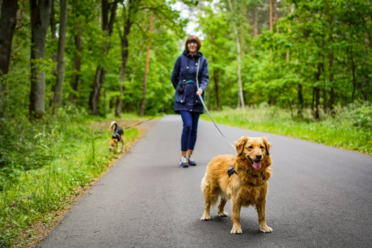 Dog heeling calmly beside owner using Heel with Verbal Cues during neighborhood walk