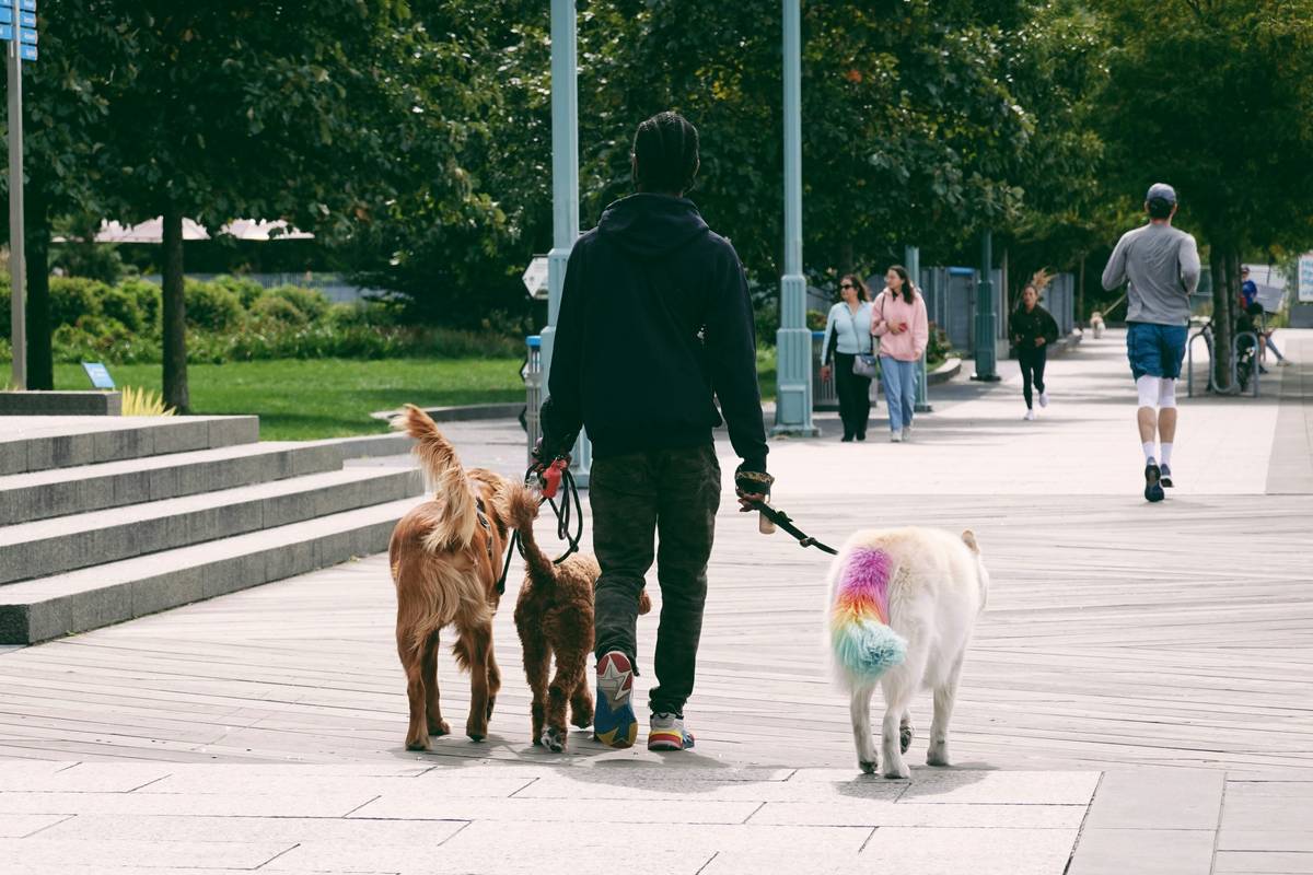 Handler using two separate leashes demonstrating Focus for Multi-Pet Walks technique