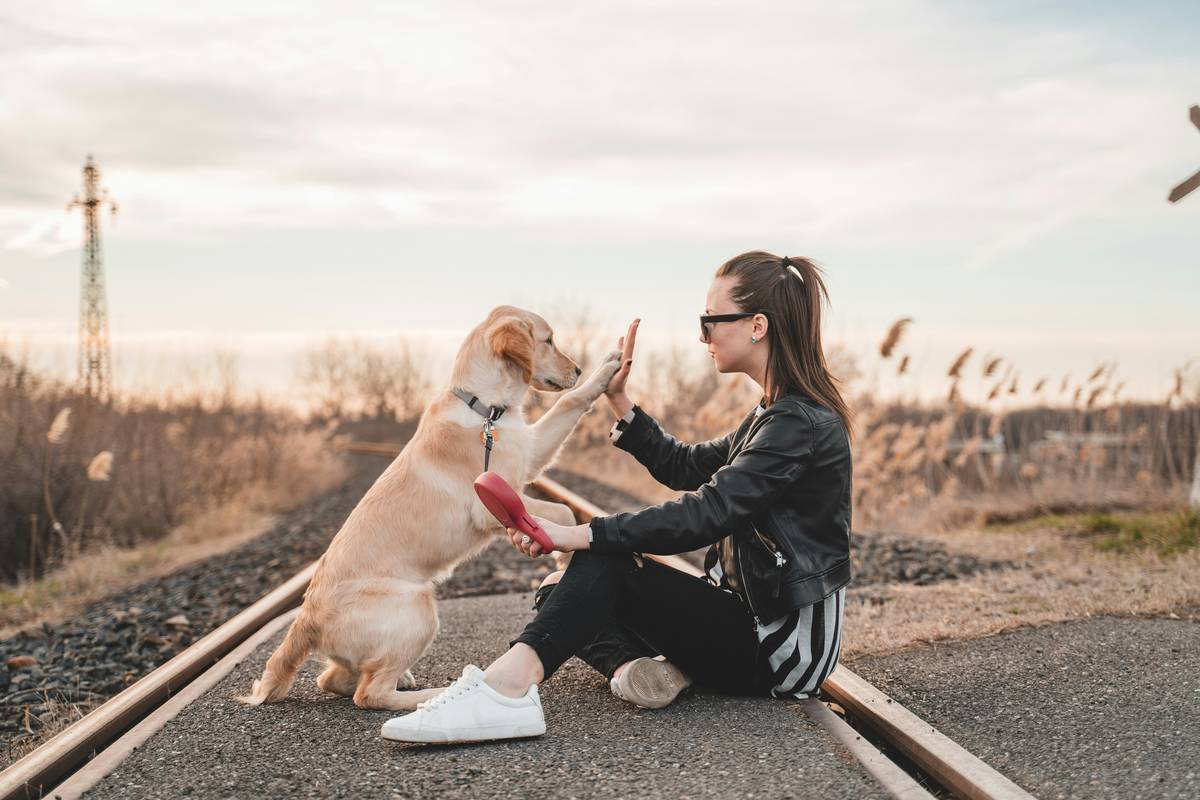Heel Training for Small Breeds: Precision Control Without the Power Struggle