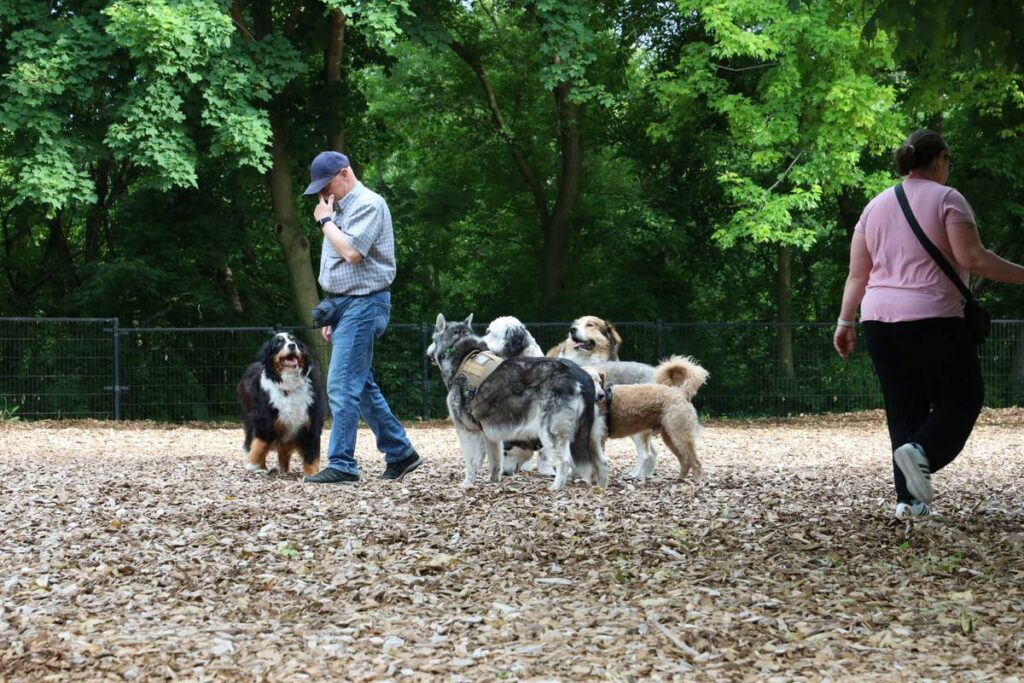 Mastering Focus for Multi-Pet Walks: Train Calm, Controlled Group Walks Without Chaos