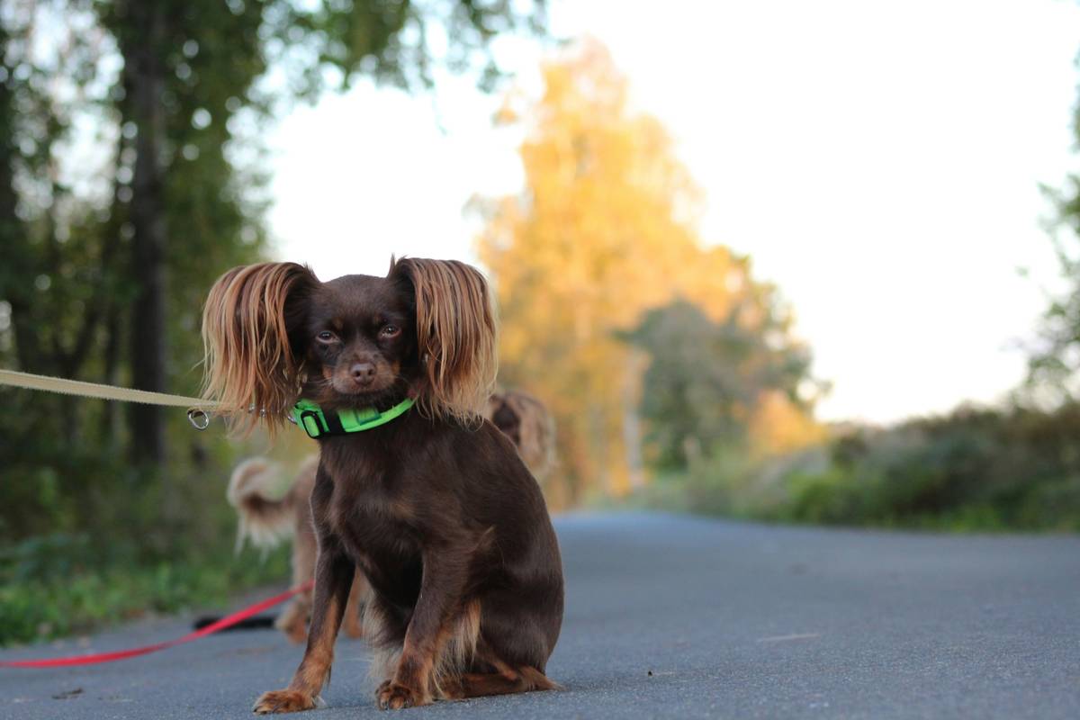 Small breed dog perfectly heeling on leash during urban walk with owner