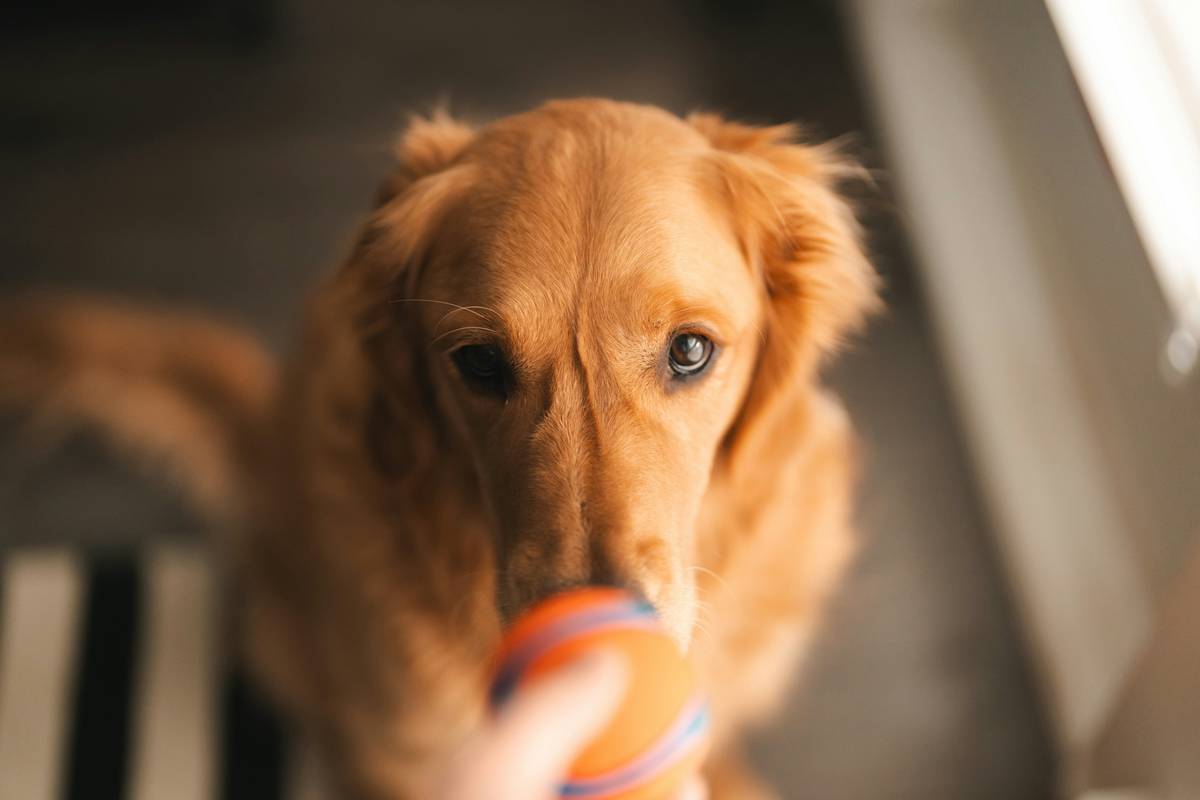 Dog sitting attentively during Focus Training Games with owner holding treat near eye level