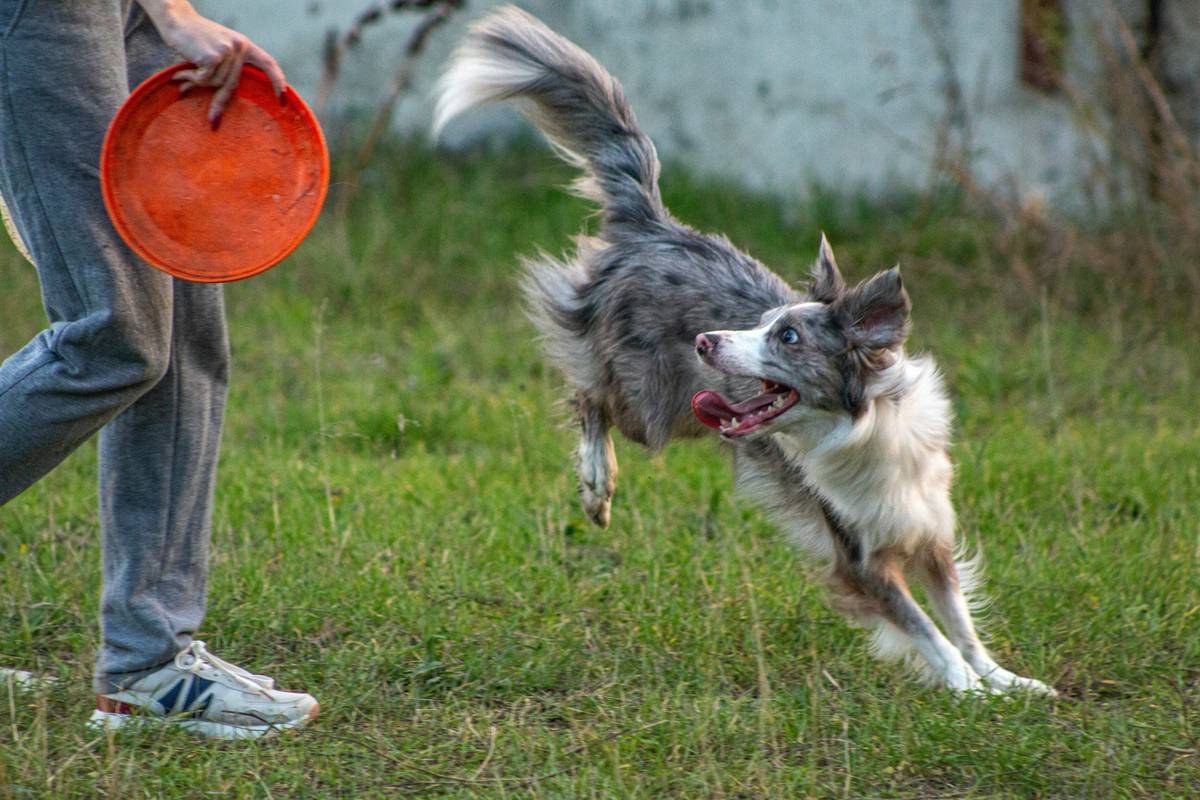 Dog practicing Advanced Focus Techniques during heel training in a park with handler using hand signal