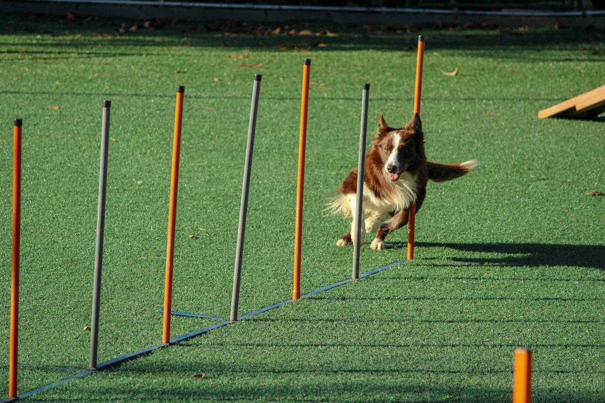Dog maintaining eye contact during heel training with trainer using Focus Command Variations