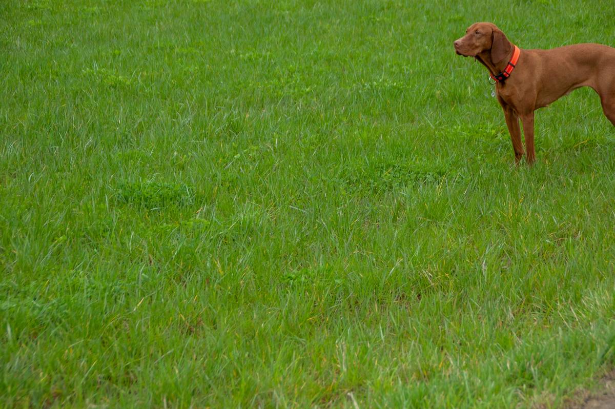 Off-Leash Heeling demonstration with a dog walking attentively beside owner in a grassy field