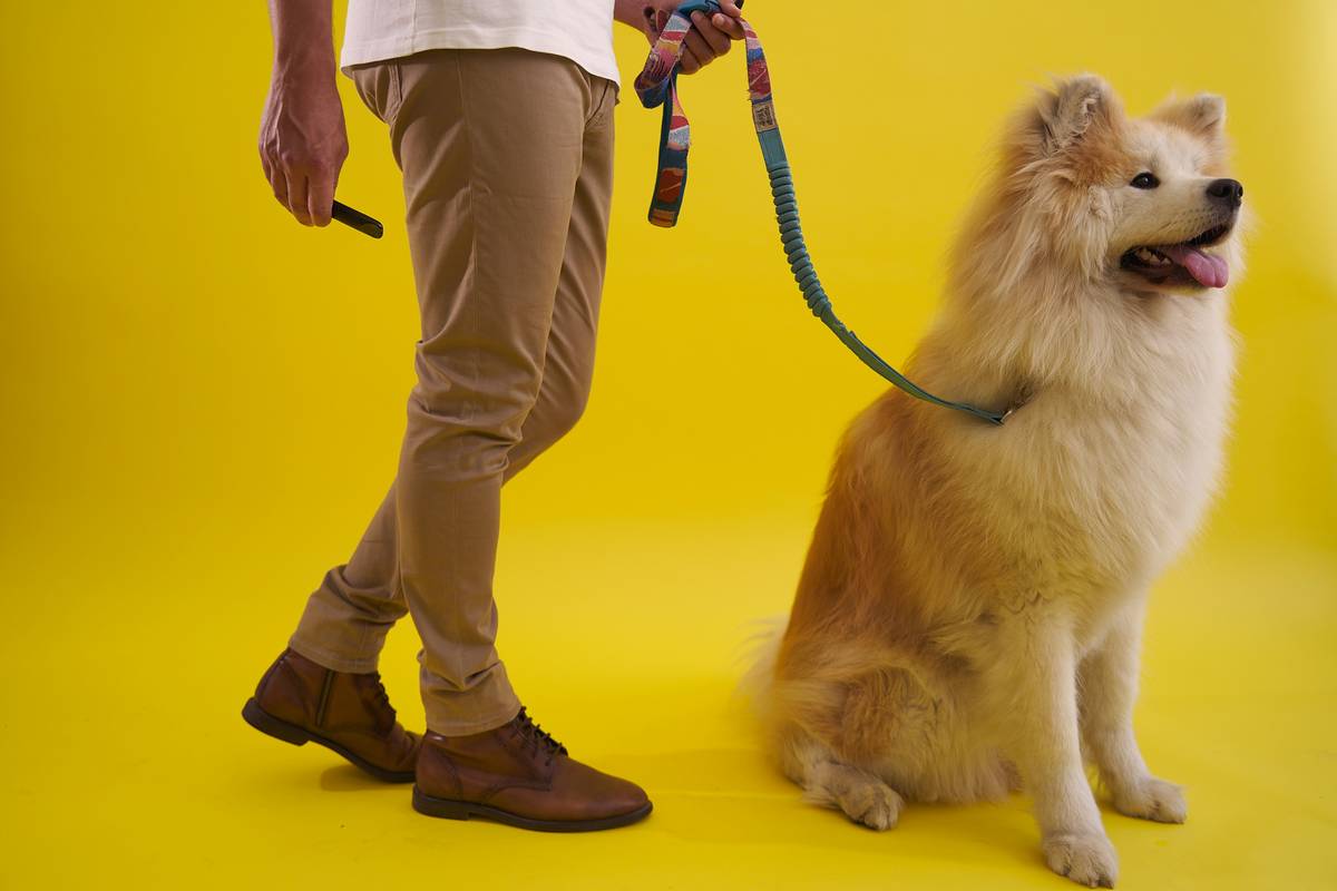 Heel Training Equipment: 7 Proven Ways to Avoid Painful Leash Struggles