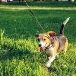 Off-Leash Heeling: 7 Proven Tips to Avoid Costly Mistakes