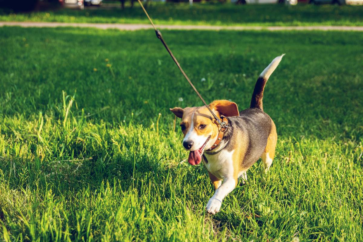 Off-Leash Heeling: 7 Proven Tips to Avoid Costly Mistakes