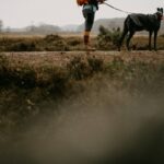 Loose Leash Walking Techniques: 7 Proven Ways to Avoid Painful Tugs