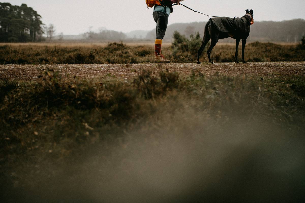 Loose Leash Walking Techniques: 7 Proven Ways to Avoid Painful Tugs