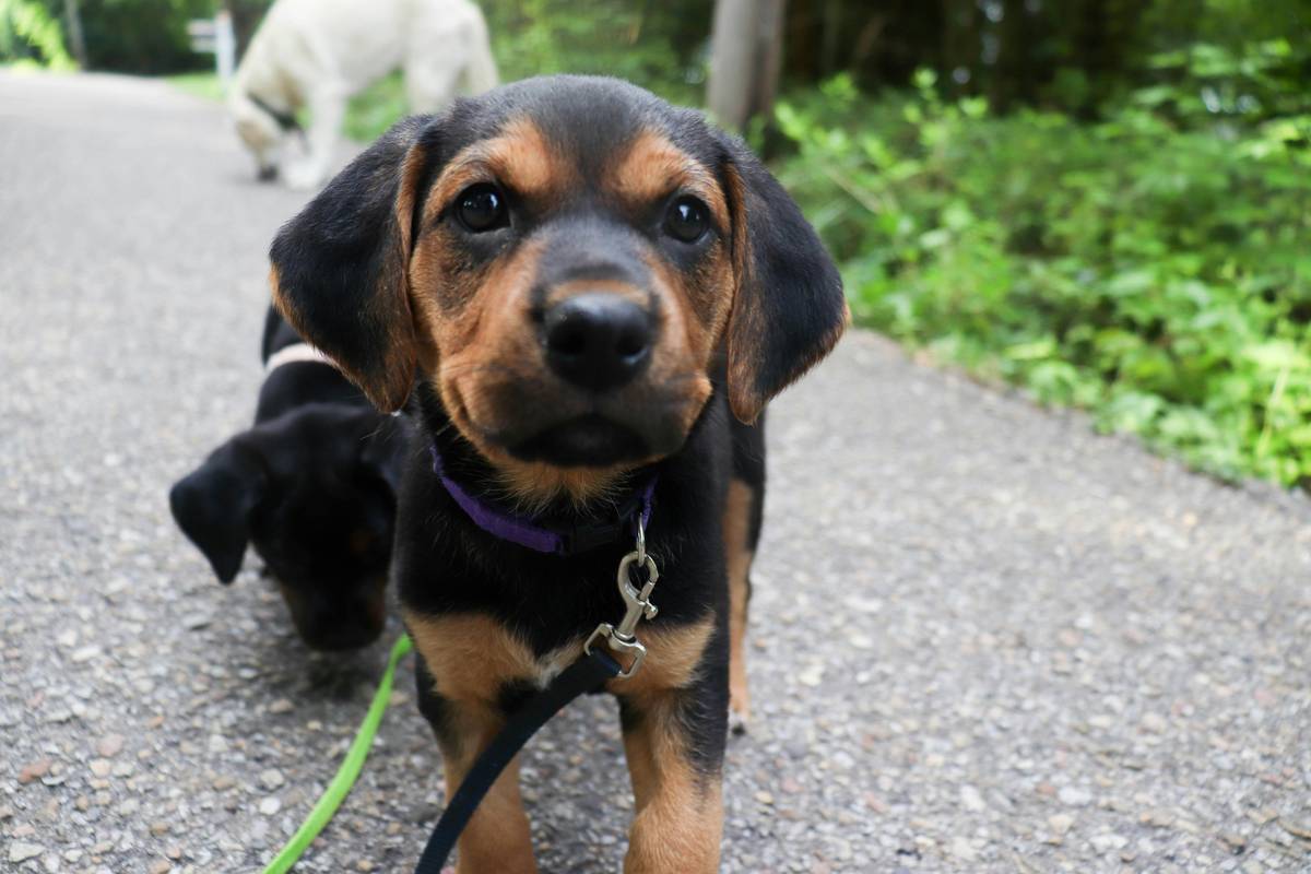 A golden retriever walking calmly beside its owner on a paved trail, leashed loosely, ears relaxed, focused forward — leash manner heel how to train